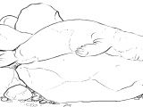 Coloriage Otarie à Imprimer Dessins Gratuits à Colorier Coloriage Phoque à Imprimer