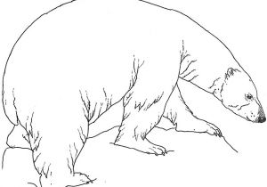 Coloriage Ours Banquise Coloriage Ours Polaire Debout
