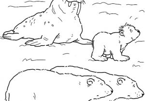 Coloriage Ours Banquise Coloriage Ours Polaire