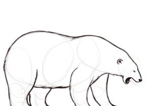 Coloriage Ours Blanc 700 Best Ours Dessins Images by Nanon Family On Pinterest