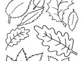 Coloriage Palmier à Imprimer 28 Dessins De Coloriage Feuille   Imprimer