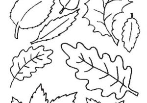 Coloriage Palmier à Imprimer 28 Dessins De Coloriage Feuille   Imprimer