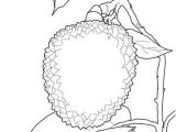 Coloriage Palmier A Imprimer Gratuit Coloriage Litchi Coloriages   Imprimer Gratuits