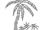 Coloriage Palmier Cocotier Index Of Coloriages 417 G