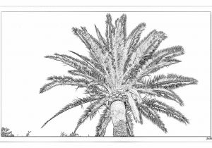 Coloriage Palmier Dattier Coloriage Contre Jour Palmier Dattier Liouquet   Imprimer Pour Les