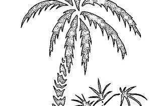 Coloriage Palmier Dattier Coloriage Plage Palmiers 3