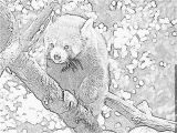 Coloriage Panda Roux Coloriage Image   Imprimer Pour Les Enfants Dessin Panda Roux