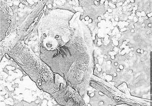 Coloriage Panda Roux Coloriage Image   Imprimer Pour Les Enfants Dessin Panda Roux