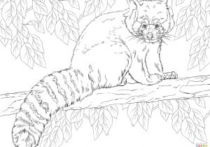 Coloriage Panda Roux Coloriage Panda Roux assis Sur Une Branche