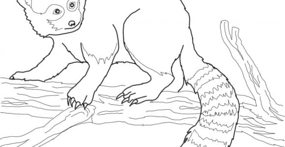 Coloriage Panda Roux Coloriage Panda Roux Dans Un Arbre