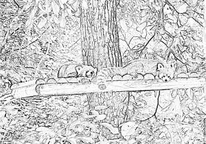 Coloriage Panda Roux Coloriage Panda Roux   Imprimer Pour Les Enfants Dessin Panda Roux