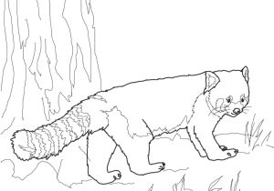 Coloriage Panda Roux Coloriage Panda Roux