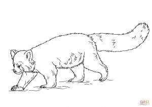 Coloriage Panda Roux Coloriage Panda Roux