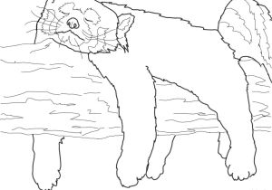 Coloriage Panda Roux Coloriage Panda Roux Qui Dort