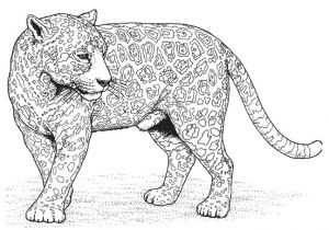 Coloriage Panthere A Imprimer Imprimer Mandala Animaux Dessin A Imprimer Gratuit