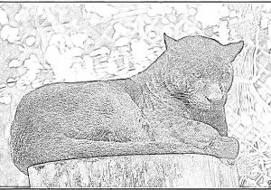 Coloriage Panthere Noire Imprimer Coloriage 4597 Panthere Noire à Imprimer Pour Les Enfants