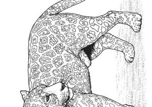 Coloriage Panthere Noire Imprimer Coloriage Panthère à Imprimer Gratuitement