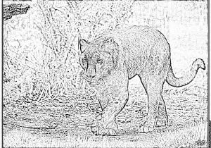 Coloriage Panthere Noire Imprimer Dessin Panthere Noire Coloriage Ohbqfo