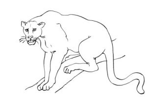 Coloriage Panthere Noire Imprimer Pin Coloriage Panthere Noire Dessin Fond On Pinterest