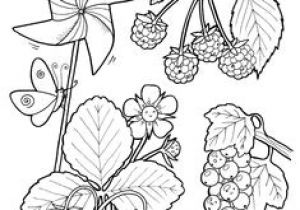Coloriage Pirouette Cacahuète Color & Garden Vegetables Dover Publications