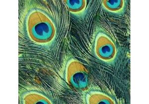 Coloriage Plume De Paon Lote De 10 Plumas De Pavo Real 600600