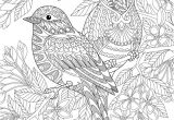 Coloriage Pour Adulte A Imprimer Gratuit Coloriage Adultes Des Oiseaux Dory Coloriages