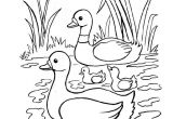 Coloriage Pour Enfant Com Coloriage Pour Enfant Canard