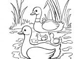 Coloriage Pour Enfant Com Coloriage Pour Enfant Canard