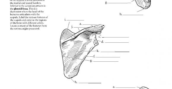 Coloriage Pour Enfant Pdf Kaplan Anatomy Coloring Book Pdf