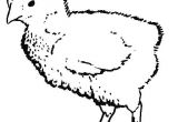 Coloriage Poussin Piou à Imprimer Coloriage A Dessiner Imprimer Poussin Piou Dessin Colorier