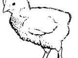 Coloriage Poussin Piou à Imprimer Coloriage A Dessiner Imprimer Poussin Piou Dessin Colorier