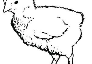 Coloriage Poussin Piou à Imprimer Coloriage A Dessiner Imprimer Poussin Piou Dessin Colorier