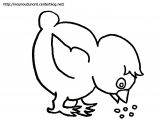Coloriage Poussin Piou à Imprimer Coloriage Poule Imprimer Coloriage Prscolaire De Pques Et De