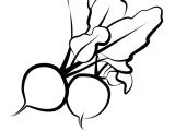 Coloriage Radis Coloriage Legumes Radis Sur Hugolescargot