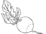 Coloriage Radis Coloriage Radis A Imprimer Duilawyerlosangeles Coloriages Noel Index