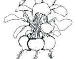 Coloriage Radis Coloriage Radis Avec Feuilles Dessin Gratuit A Imprimer Colorier