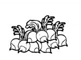 Coloriage Radis Coloriage Radis En Ligne Gratuit   Imprimer