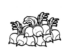 Coloriage Radis Coloriage Radis En Ligne Gratuit   Imprimer