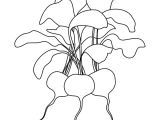 Coloriage Radis Coloriage Radis