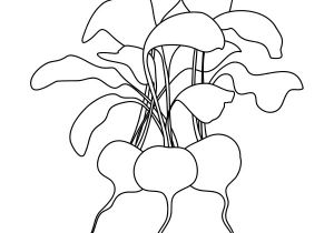 Coloriage Radis Coloriage Radis
