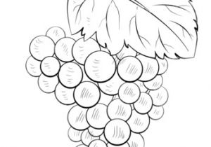 Coloriage Raisin Vigne Coloriage Grappe De Raisin