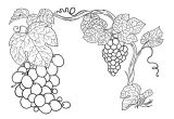 Coloriage Raisin Vigne Coloriage Raisins Sur La Vigne