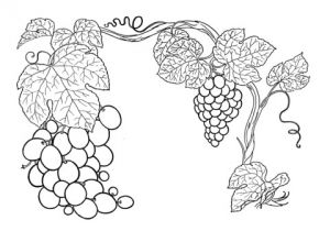 Coloriage Raisin Vigne Coloriage Raisins Sur La Vigne