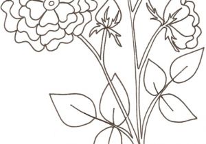 Coloriage Rosier Coloriage D Une Rose Coloriage Duun Coquelicot Coloriage Crabe A