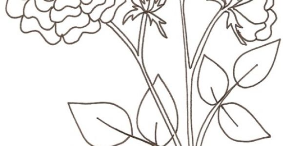 Coloriage Rosier Coloriage D Une Rose Coloriage Duun Coquelicot Coloriage Crabe A