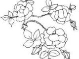 Coloriage Rosier Coloriages Sur Les Fleurs Pour Les Enfants Tªte   Modeler