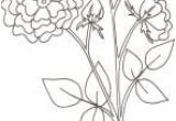Coloriage Rosier Coloriages Sur Les Fleurs Pour Les Enfants Tªte   Modeler