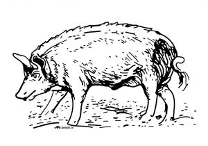 Coloriage Sanglier A Imprimer Gratuit Sélection De Coloriage Sanglier   Imprimer Sur Laguerche Page 1