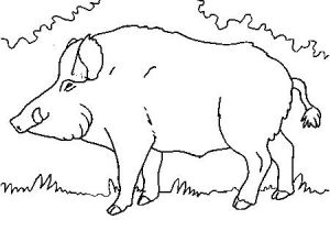Coloriage Sanglier Gratuit Coloriage Chasse Ariapulitainfo Coloriage Gratuit A Imprimer Avion