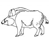 Coloriage Sanglier Gratuit Coloriage Sanglier En Ligne Gratuit   Imprimer